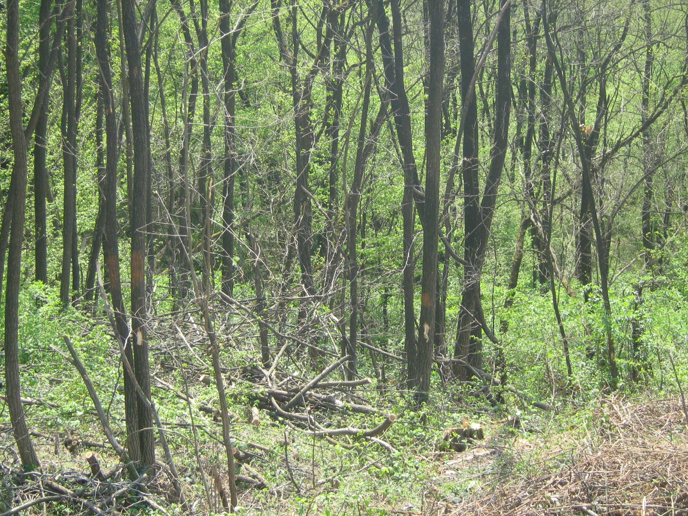 Slender trees and cut branches on land being cleared