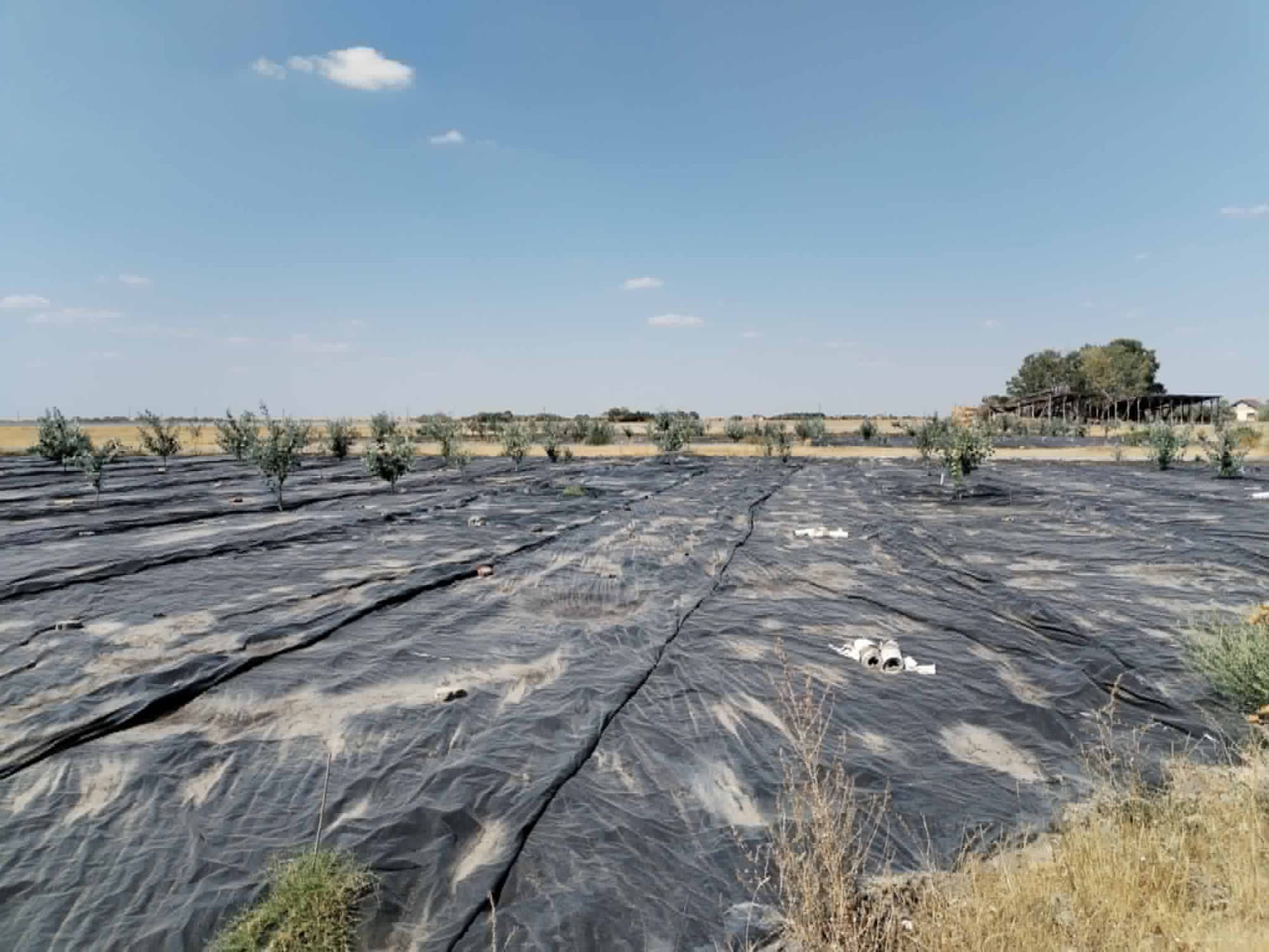 Young trees growing through long rows of black foil on dry, open farmland
