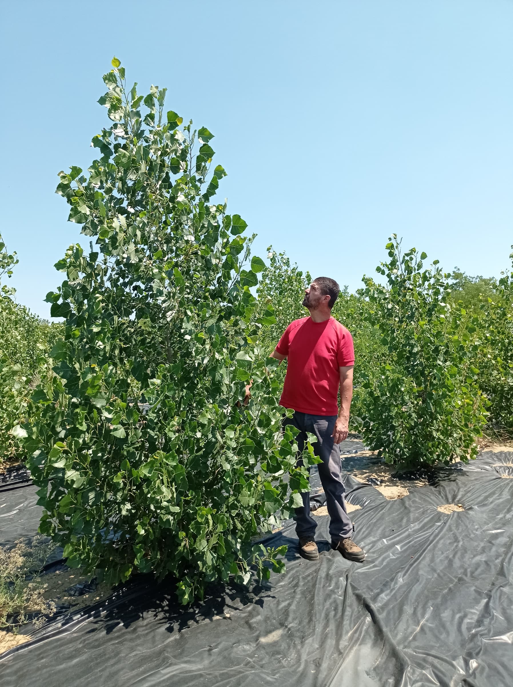 A man beside a dense poplar taller than him, growing through foil
