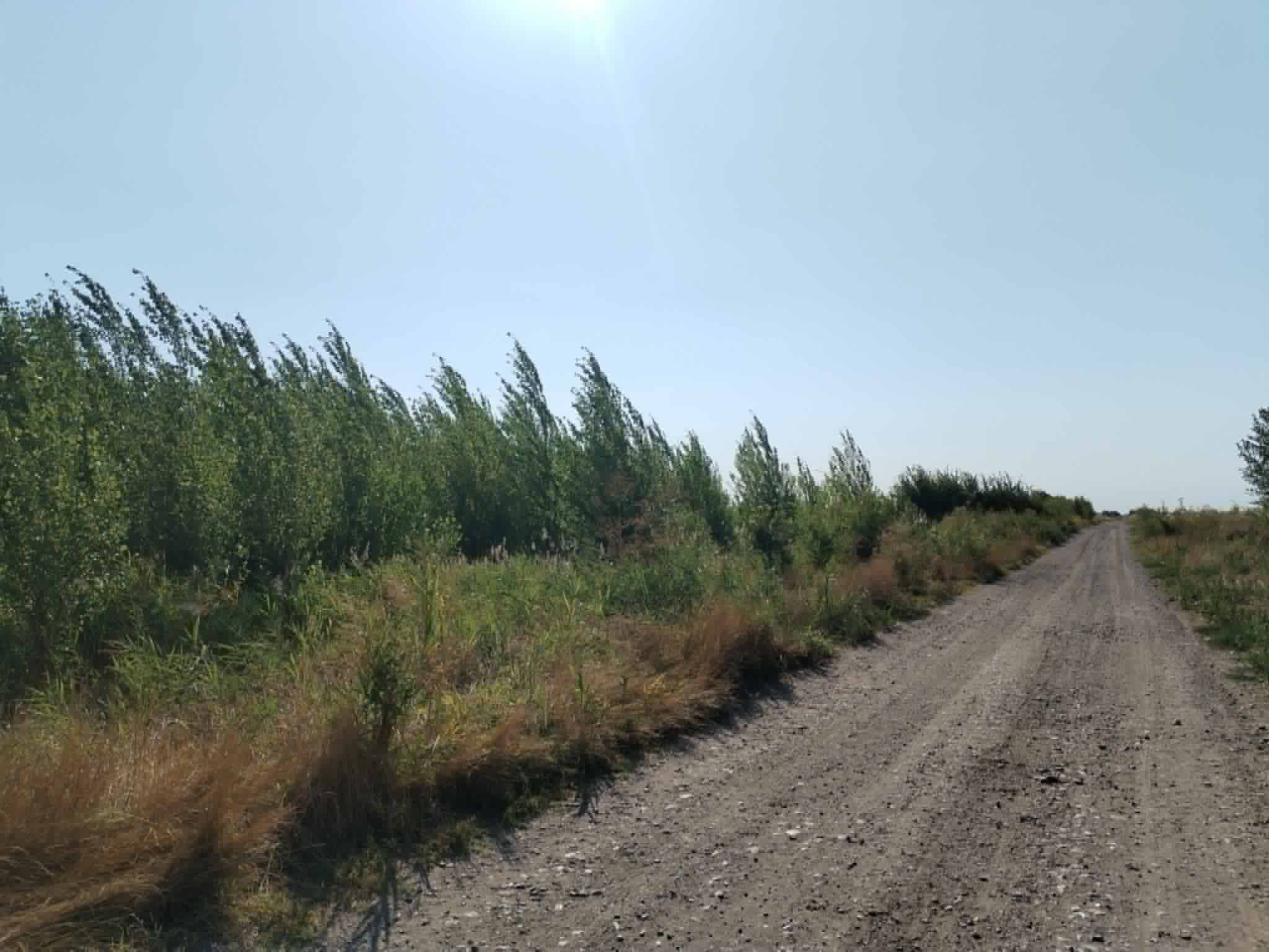 A dense stand of young poplars beside a dirt road