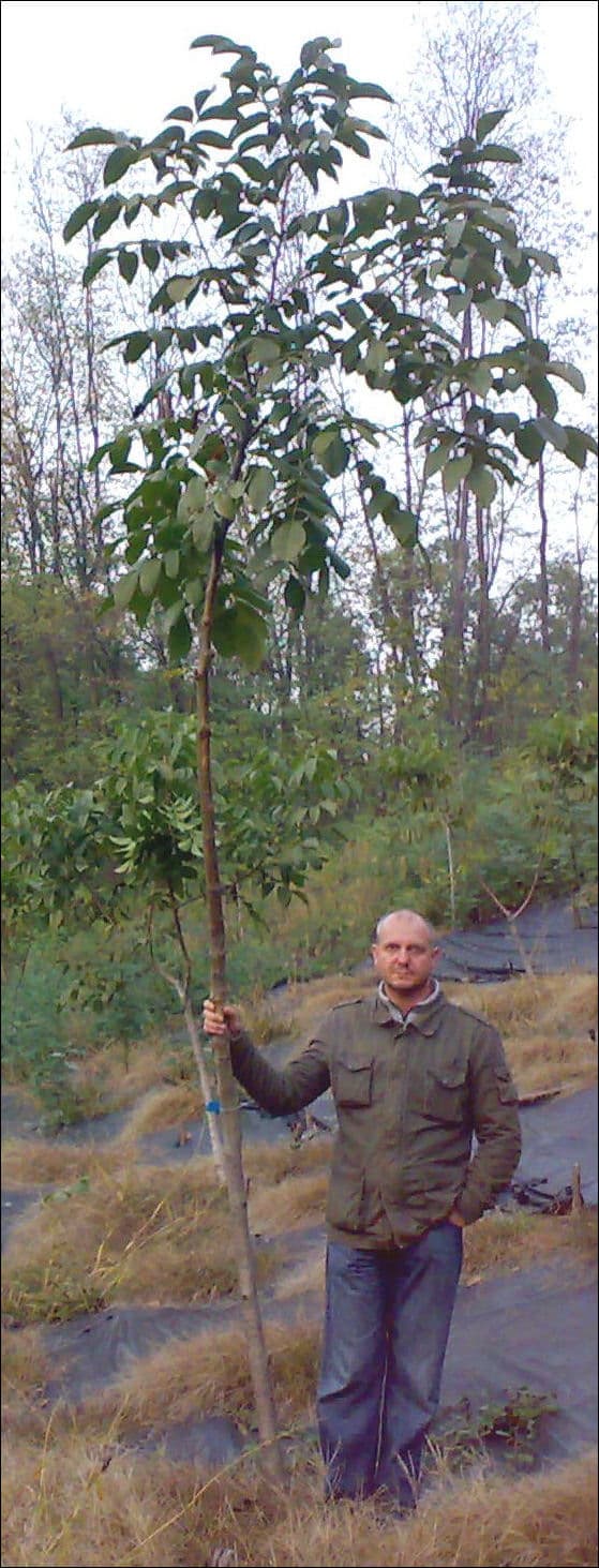 A man beside a slender tree more than twice his height