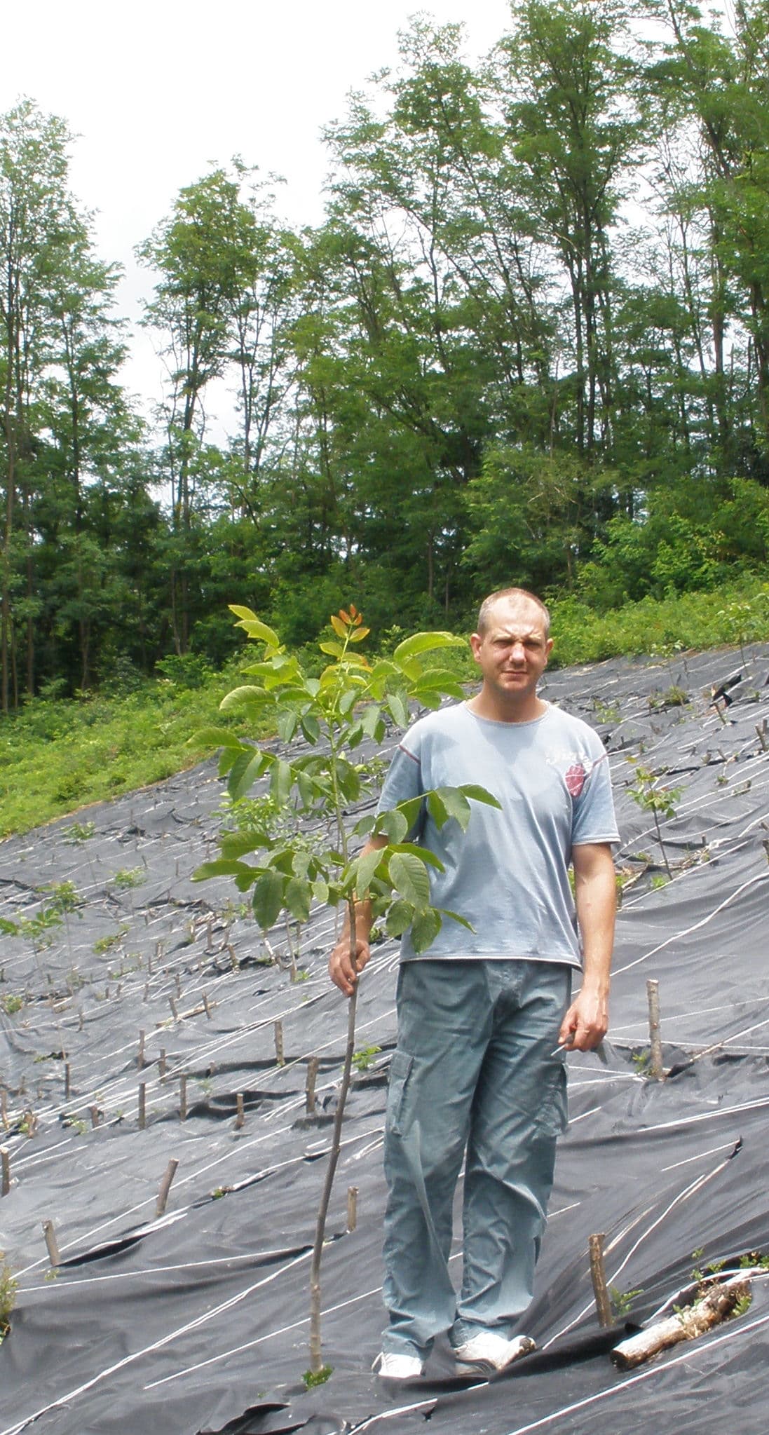 A man beside a waist-high sapling growing through foil