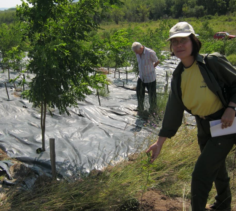 Two people inspecting young trees planted through foil