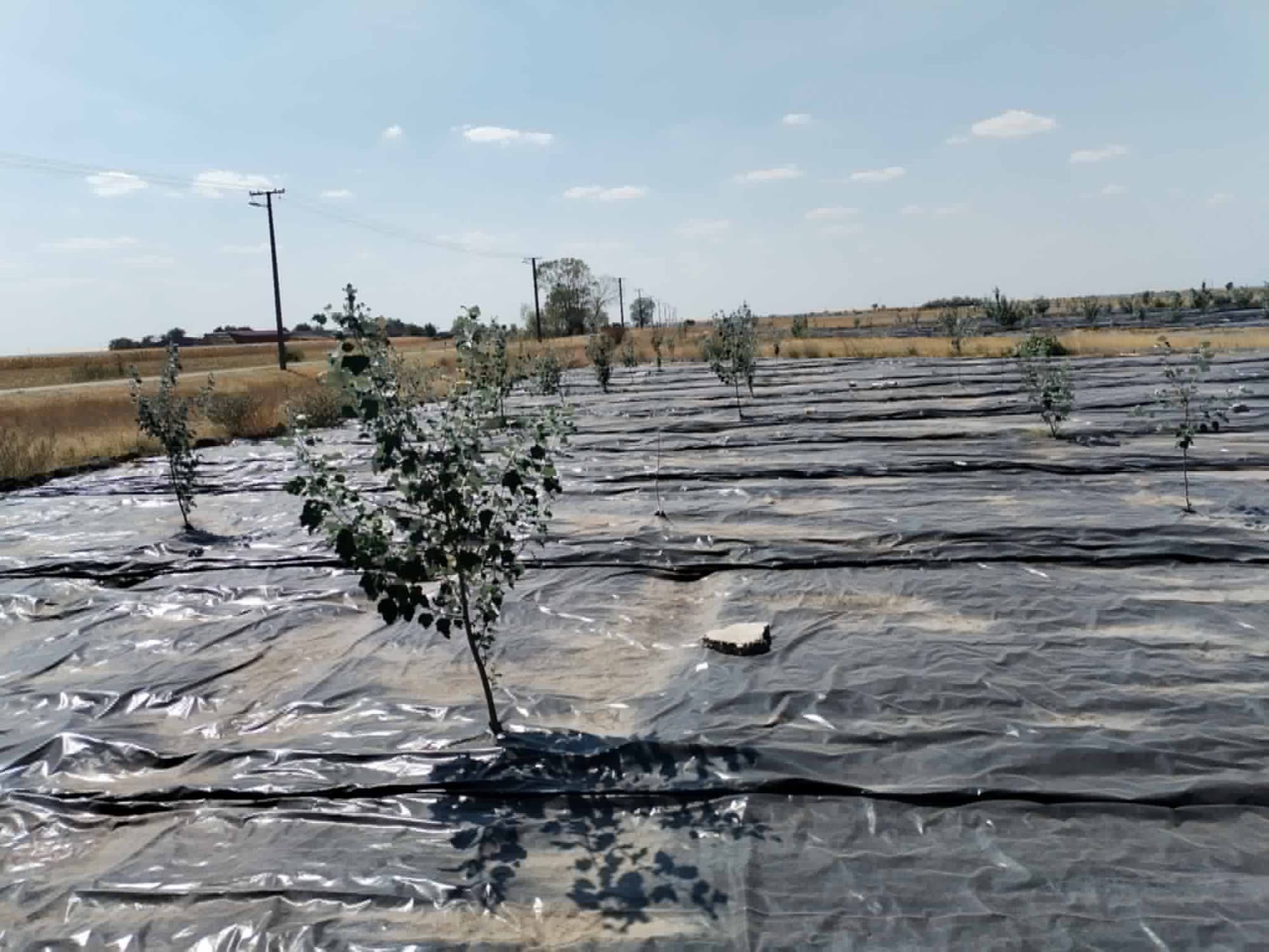 A young tree growing through black foil on open, dry farmland