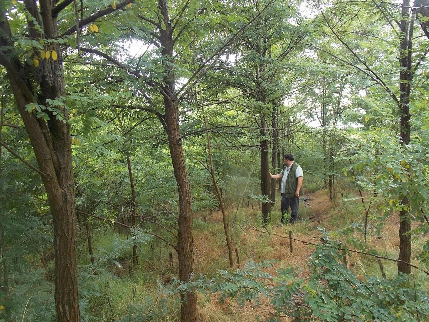 A man walking through a tall young black locust forest
