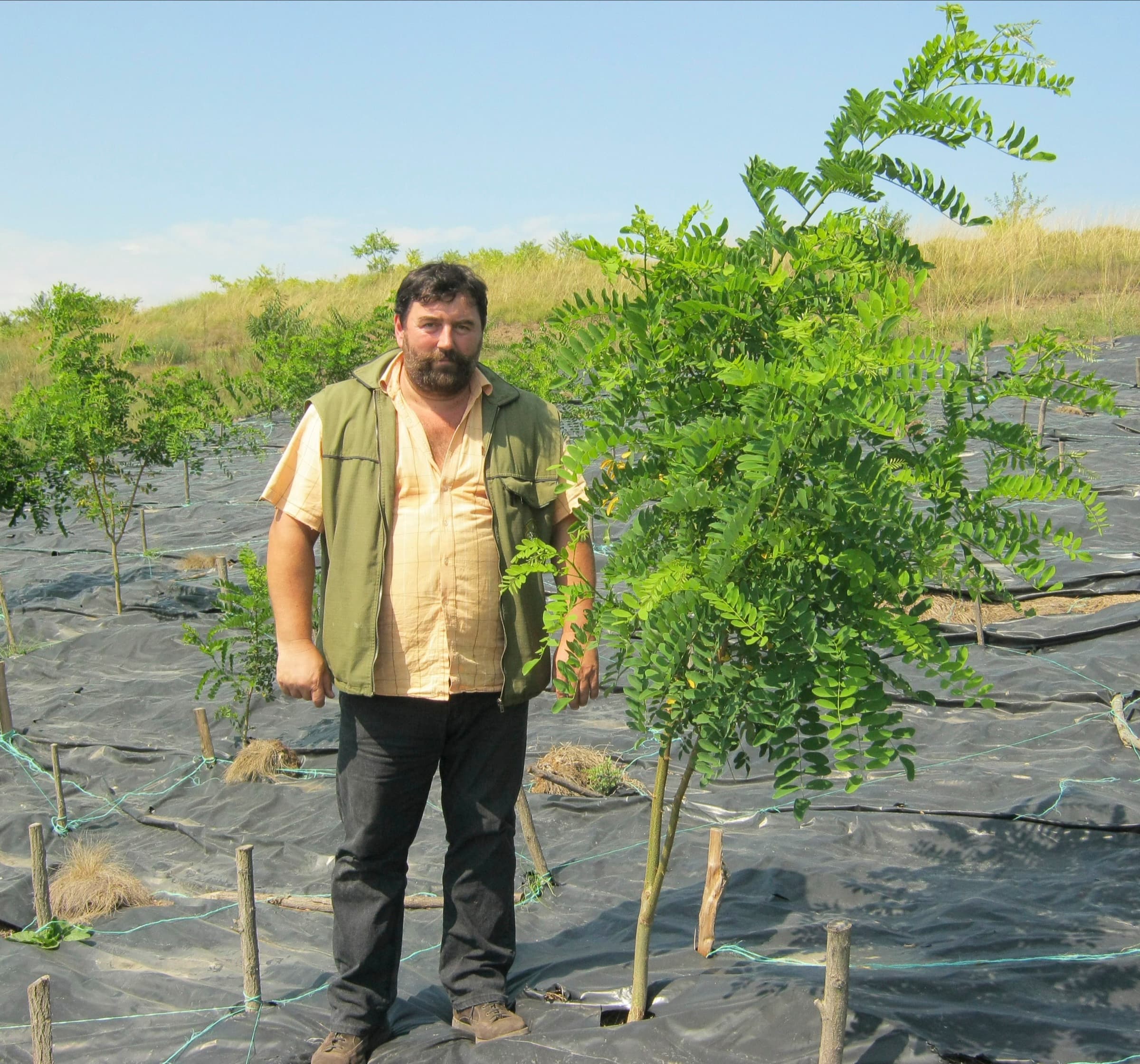 A man beside a young black locust tree