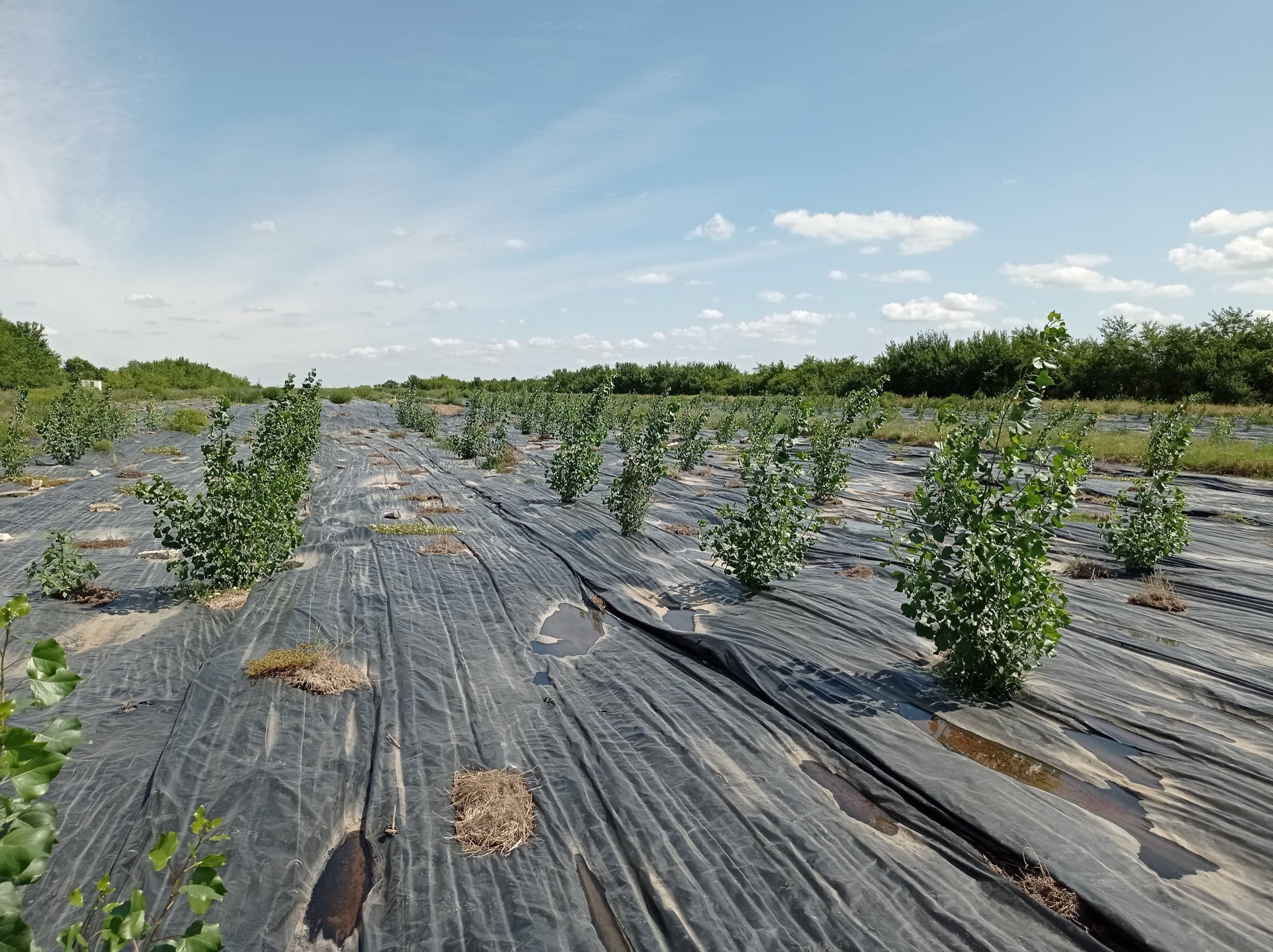 Rows of young trees growing through foil
