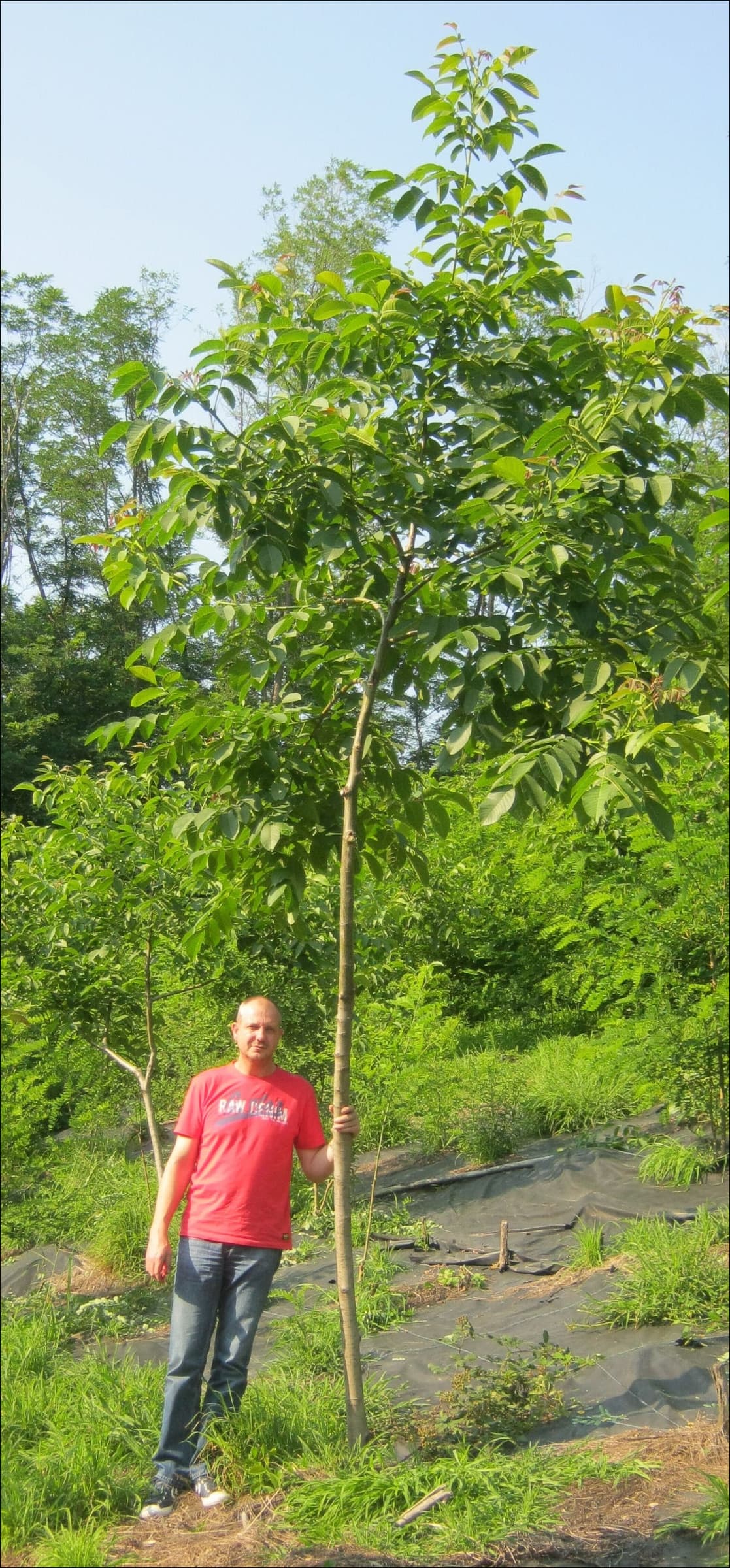 A man standing beside a young tree more than twice his height in Iverak, 2013
